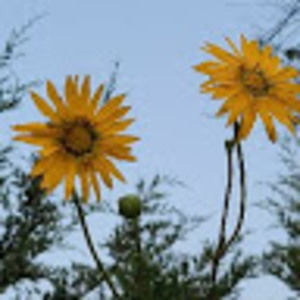 Meet your Posher, Sunny